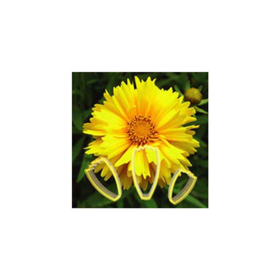 ÇİÇEK YAPIM SETİ Calliopsis