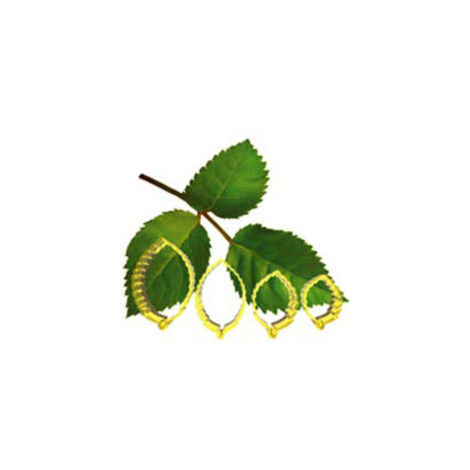 ÇİÇEK YAPIM SETİ Gül Yaprakları